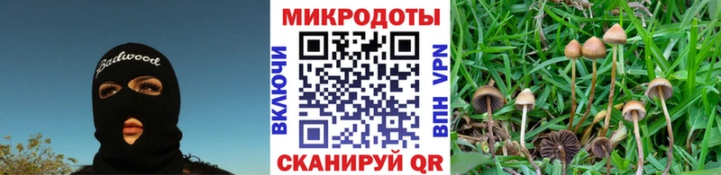 где купить наркоту  Черняховск  MEGA рабочий сайт  Галлюциногенные грибы Psilocybe 